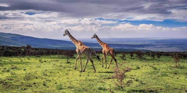 Arusha: Arusha National Park Safari with Canoeing Option - The Picnic Lunch and Scenic Breaks
