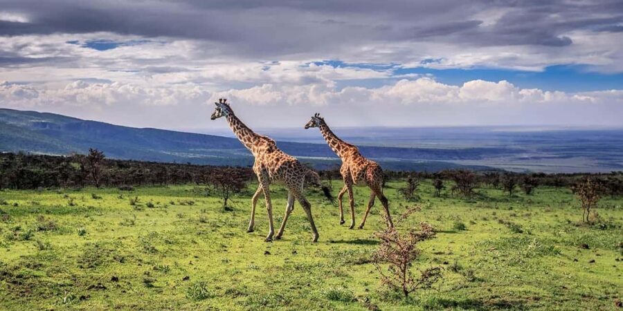 Arusha: Arusha National Park Safari with Canoeing Option - The Picnic Lunch and Scenic Breaks