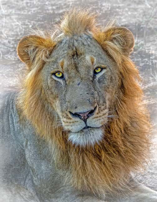 Arusha: Day Trip Joining Safari in Tarangire National Park - What to Expect: Practical Details