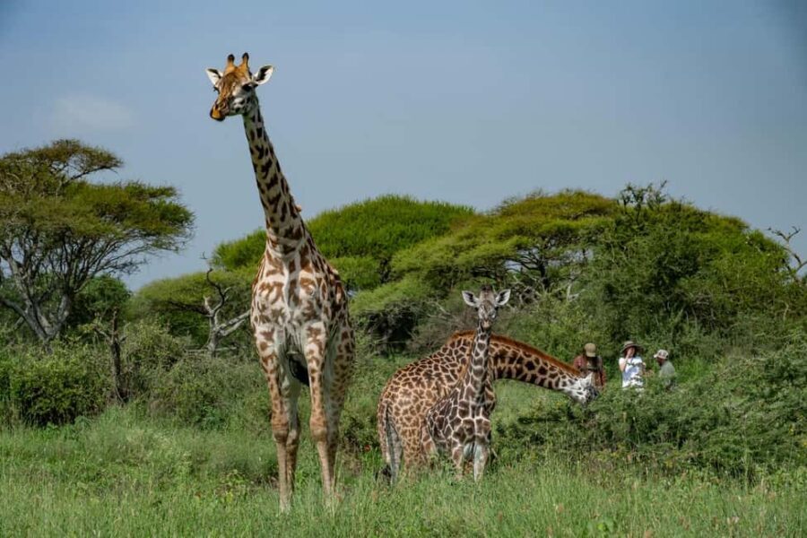 Arusha: Giraffe Centre Guided Tour with Wildlife Walk