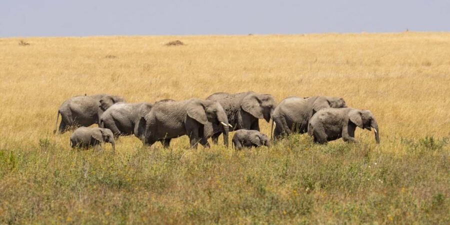 Arusha: Lake Manyara National Park Day Trip with Lunch - FAQs