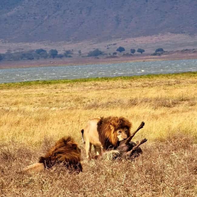 Arusha: Lake Manyara National Park Day Trip with Lunch - The Picnic at Msasa Picnic Site