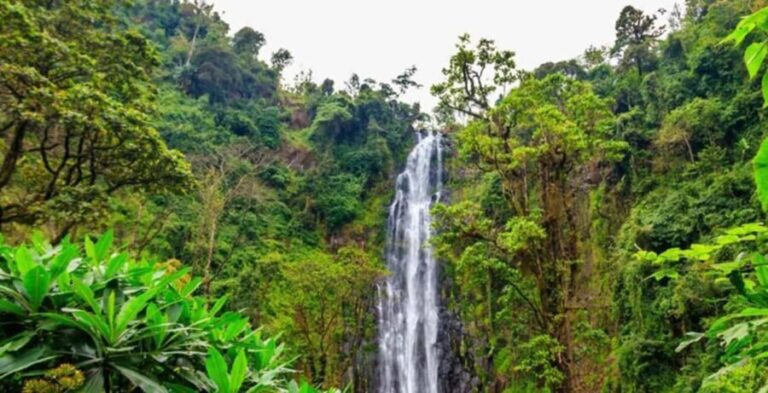 Arusha: Materuni Waterfall, Coffee Plantation, and Hot - What Makes This Tour Stand Out?