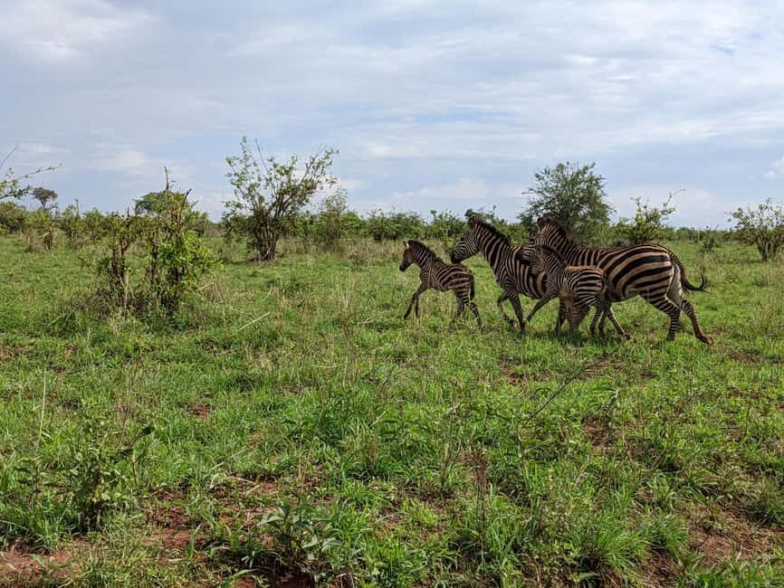 Arusha: Mount Meru Day Hike with Ranger and Lunch - The Practical Side: What’s Included and What to Bring