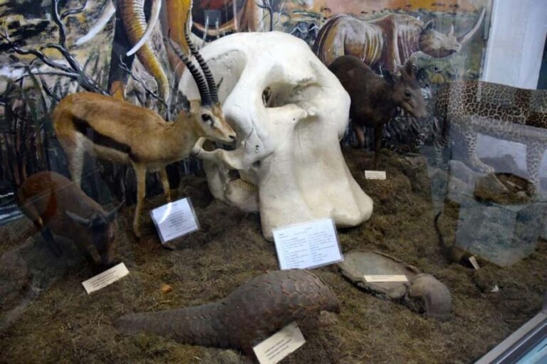 Arusha: Museum of Natural History Guided Tour - Who Should Consider This Tour?