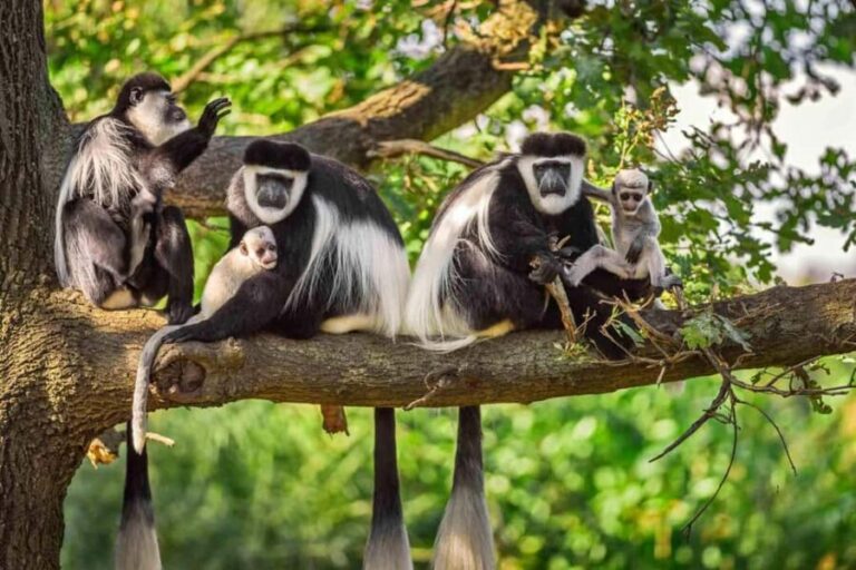 Arusha National Park Day Trip with Game Drives - What’s Included and What to Consider