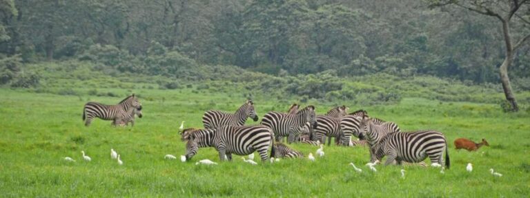 Arusha: National Park Day Trip with Hotel or Airport Pickup - The Walking Safari: Up Close and Personal