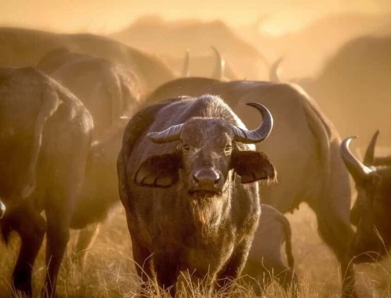Arusha: National Park Day Trip with Hotel Pickup - Final Thoughts: Is This Tour Right for You?