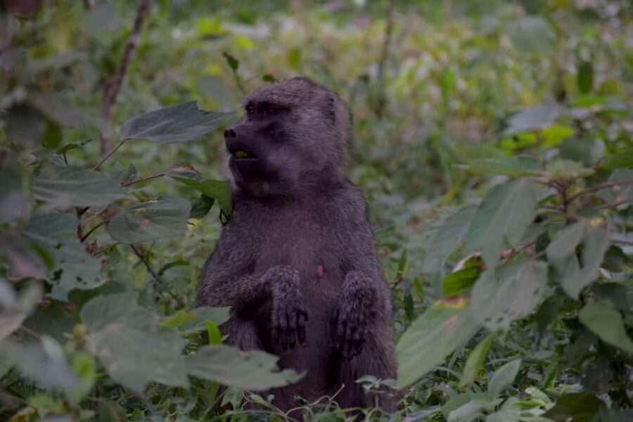 Arusha National Park Full-Day Safari