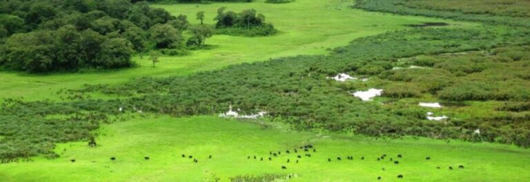 Arusha: National Park Guided Tour with Game Drive & Lunch - An Authentic Day in Arusha National Park