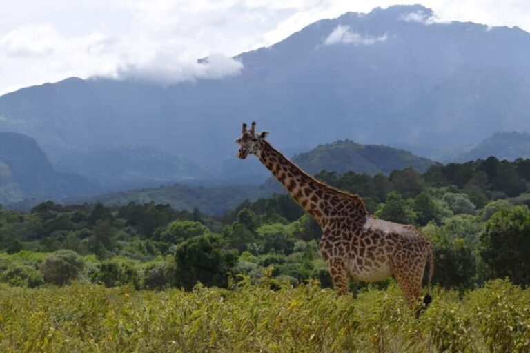 Arusha National Park: Walking Safari and Game Drive - How the Tour Is Structured for You