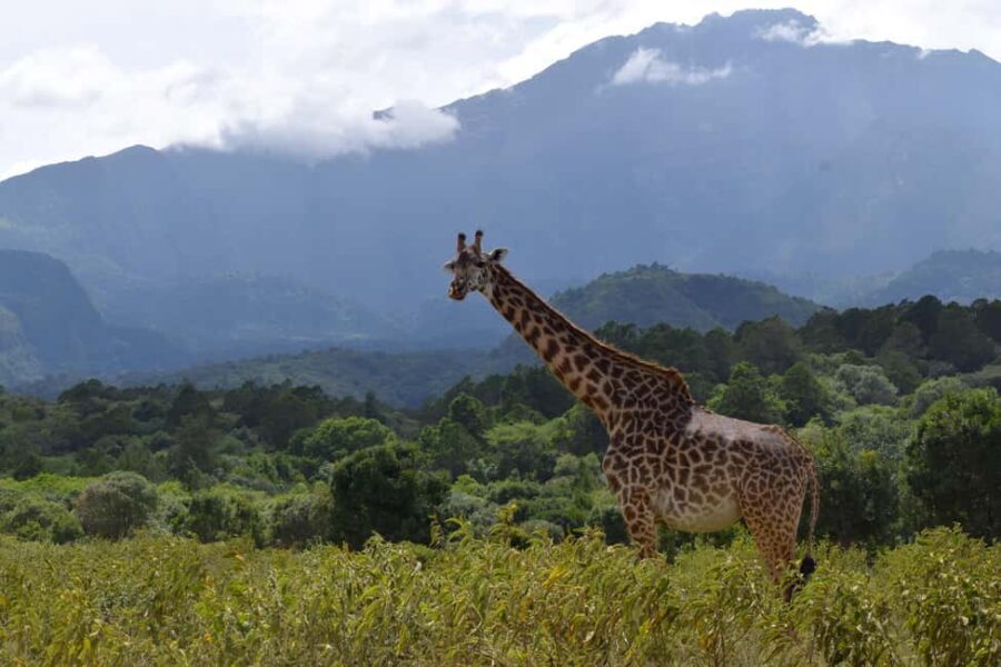 Arusha National Park: Walking Safari and Game Drive