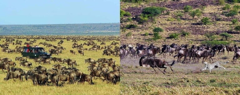 Arusha: Ngorongoro Crater Day Tour - The Experience and Value