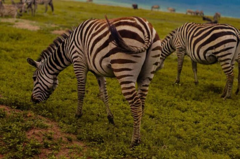 Arusha: Ngorongoro Crater day trip - Visiting the Maasai Village: Culture in Focus