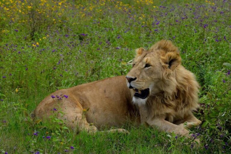Arusha: Ngorongoro Crater Full-Day Safari - The Big Five and Beyond