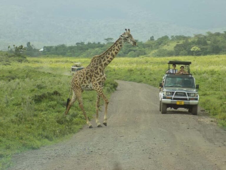 Arusha Park Memorable Safari Tour - What Travelers Say