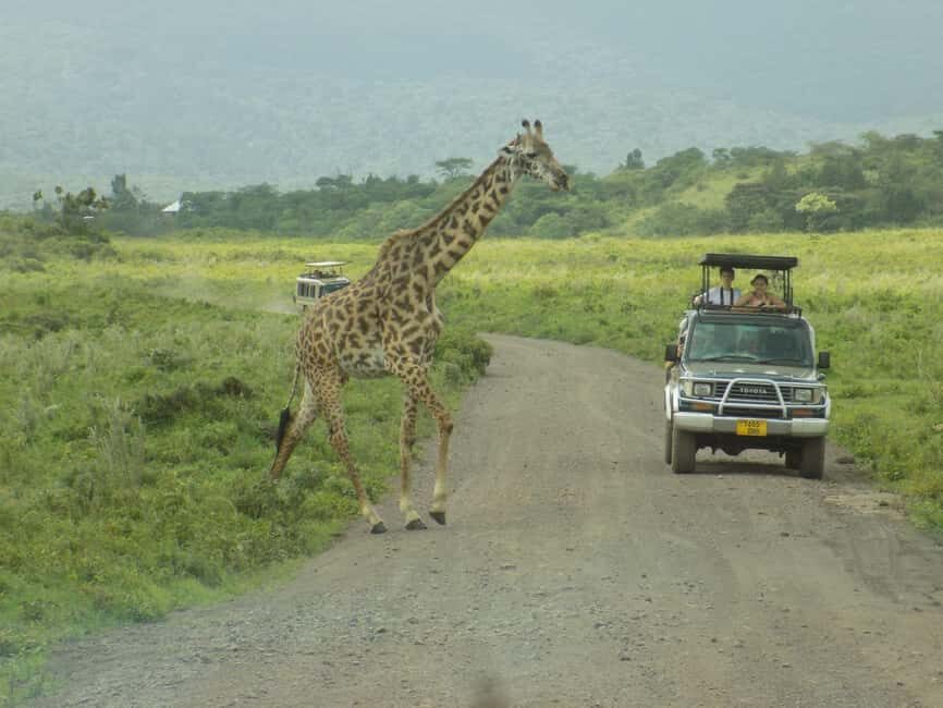 Arusha Park Memorable Safari Tour - What Travelers Say