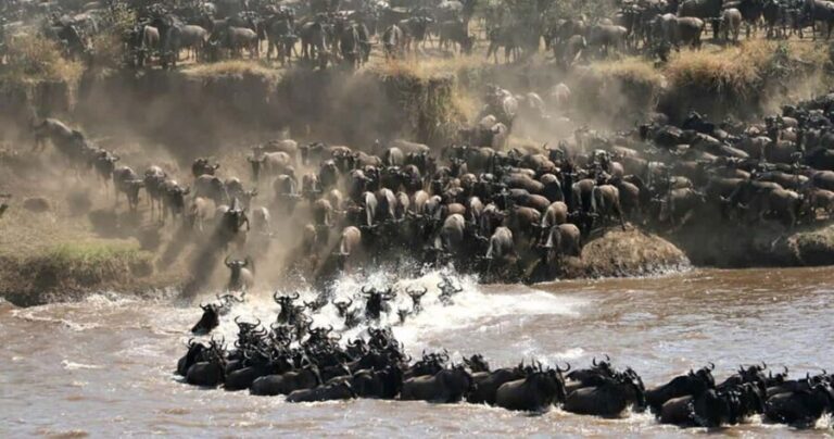 Arusha: Private 3-Day Serengeti Migration Trip - Key Points