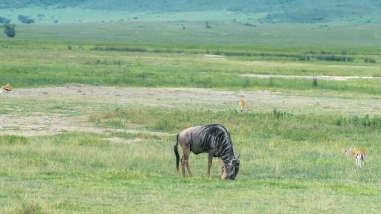 ARUSHA: SAFARI NGORONGORO DAY TRIP - The Itinerary: What to Expect on Your Day Trip