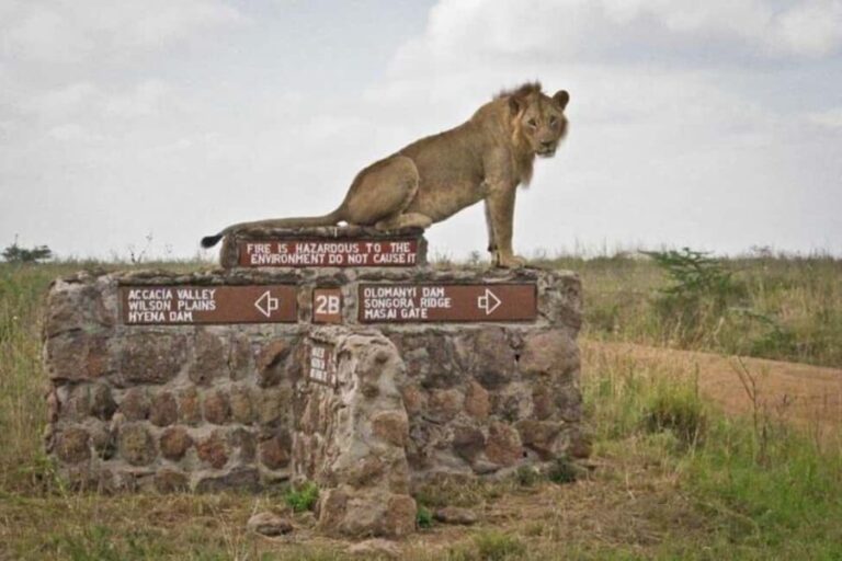 Arusha: Serengeti and Ngorongoro Multi-Day Camping Safari - Whats Included and Whats Not