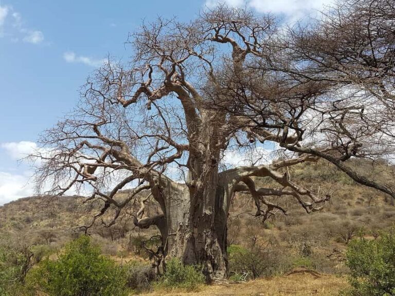 Arusha: Serengeti and Ngorongoro Multi-Day Camping Safari - FAQ