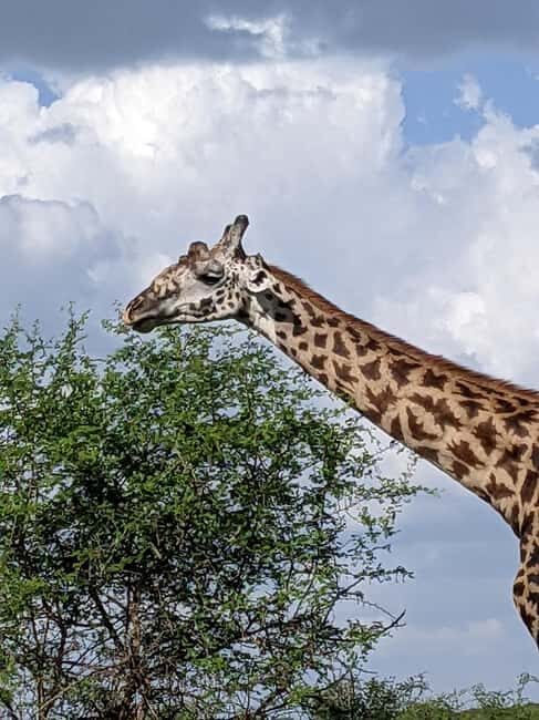 Arusha: Serval Wildlife Sanctuary Day Trip with Lunch - The Scenic Drive — More Than Just Transit