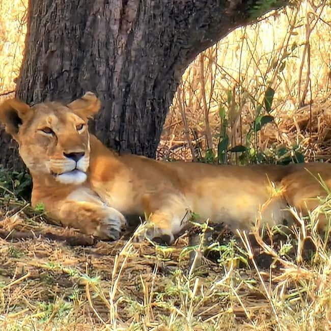 Arusha: Tarangire National Park Day Tour with Lunch - Who Should Consider This Tour?