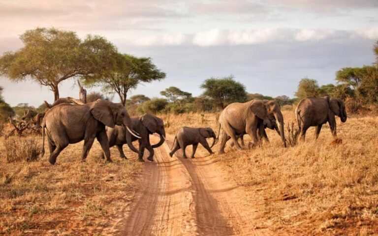 Arusha: Tarangire National Park Day Trip from Arusha - Transport and Guides