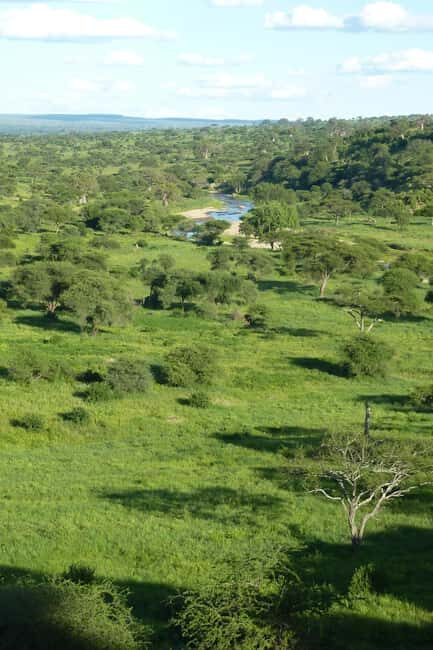 Arusha: Tarangire National Park Day Trip - The Experience of a Guided Safari