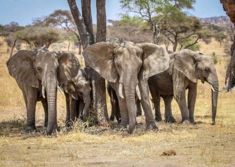 Arusha: Tarangire National Park Tour - Cultural Side Trip: Visiting Maasai Communities and Makuyuni Town