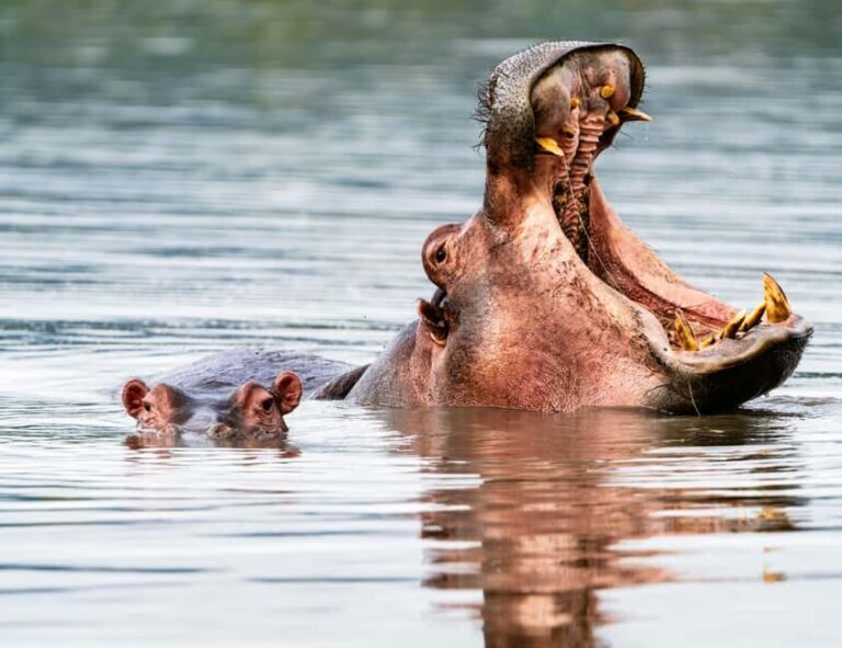 Arusha: Tarangire, Serengeti & Crater 4-Day Luxury Safari - The Itinerary: Day by Day