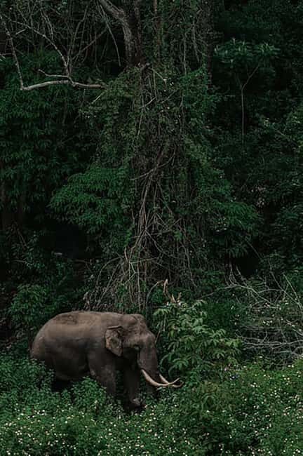 Arusha: Walking Safari in Arusha National Park - Wildlife Encounters: What You Might See
