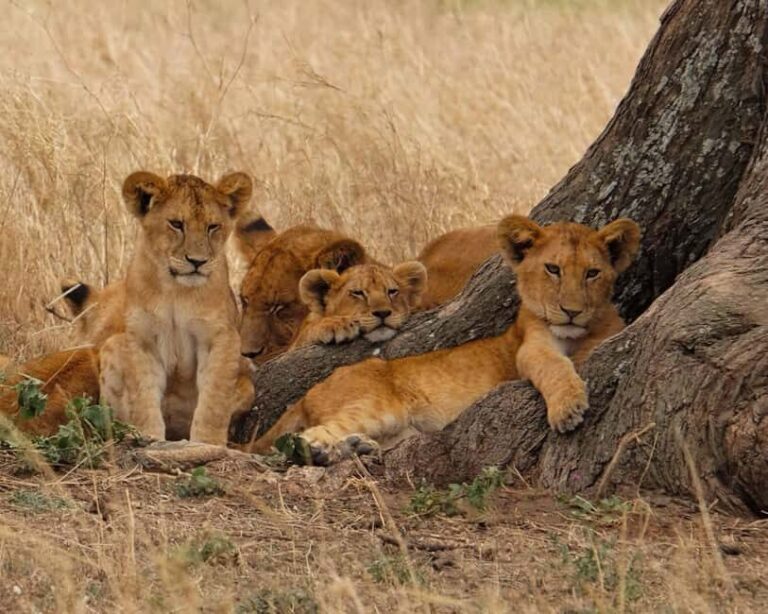 Arusha:4-Days Safari to Lake Manyara, Serengeti & Ngorongoro - What Makes This Tour Stand Out?