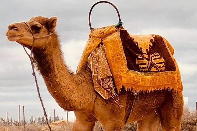 Atlas Mountains and Three Valleys & Waterfalls with Camel ride Guided Day Trip - The High Atlas Mountains and Three Valleys