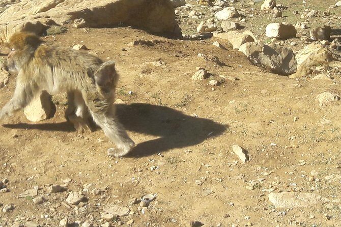 Atlas Mountains, Morocco: Ifrane, Azrou, Monkey Forest, Full Day Tour from Fez - What’s Included and What’s Not
