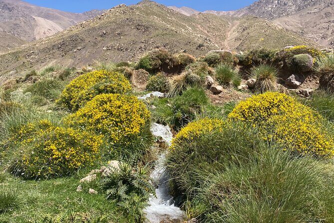 Atlas private day tour and Berber experience - Authentic Experiences and Traveler Feedback
