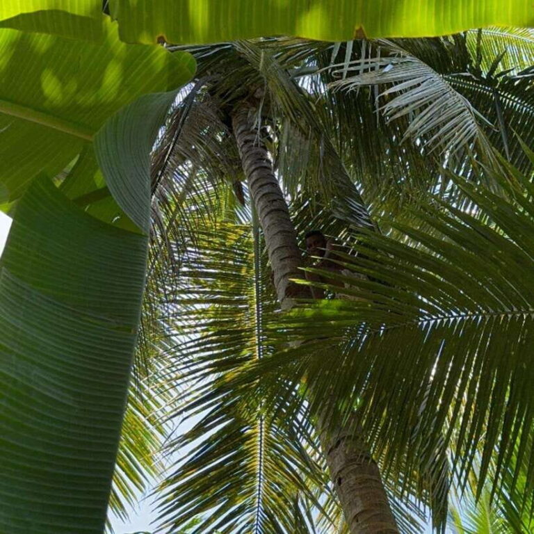 Authentic Sri Lankan Village Experience with Local Family - Practical Details: What to Expect