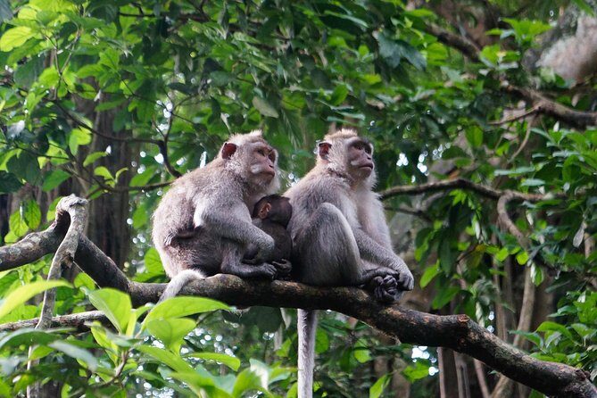 Bali Benoa Shore Excursion for cruise's passenger - All Inclusive - What Makes This Tour Stand Out?
