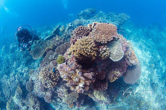 Bali Diving Day Trip-Manta Point/Tulamben Shipwreck-Fun Dive - The Marine Life and Other Dive Sites