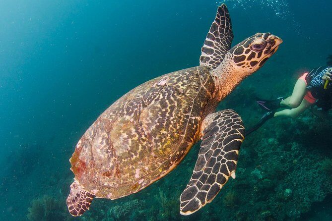 Bali Diving for Beginners: Tulamben Liberty Wreck - Who Will Love This Tour?