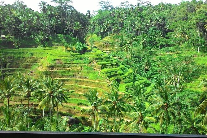 Bali in 1-Day : Rice Terrace, Volcano, Tanah lot - All Inclusive - Final Thoughts