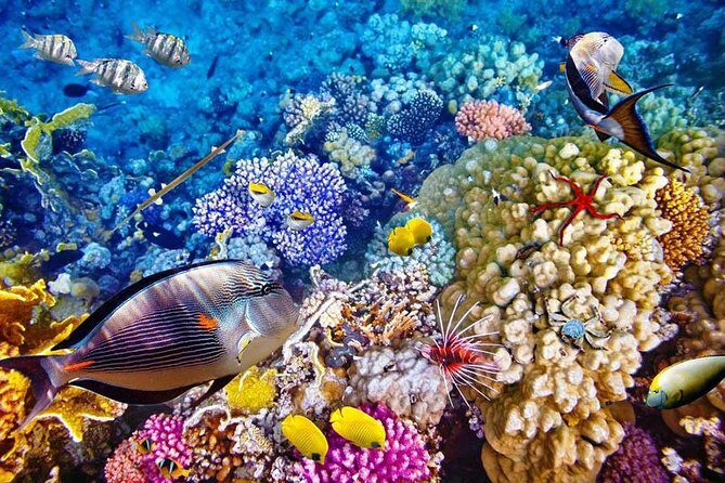 Bali Menjangan Island Snorkeling Day Tour - Authentic Marine Encounters and the Experience Atmosphere