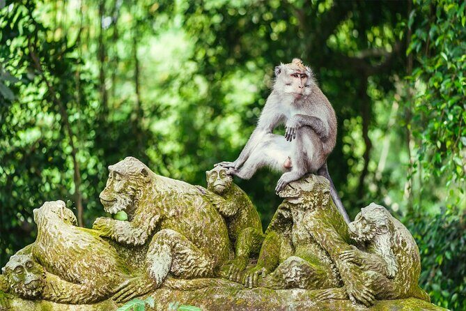Bali Private Tour - Best of Ubud - All Inclusive - Transportation & Overall Experience