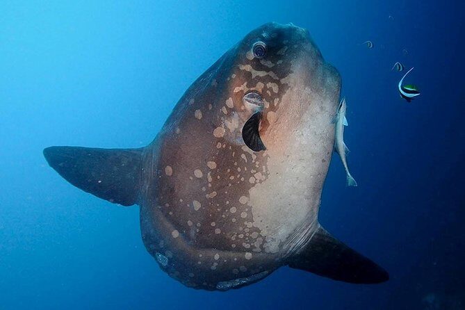 Bali Scuba Diving at Nusa Penida Manta Point For Certified Diver - Equipment, Safety, and Comfort
