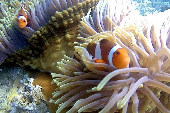Bali Snorkeling at Blue Lagoon include private transport - Transportation and Logistics