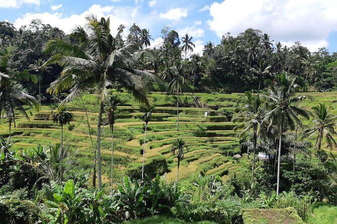 Bali Ubud Full Day All-Inclusive Private Tour  Best Private Tour - What the Tour Includes and What to Consider