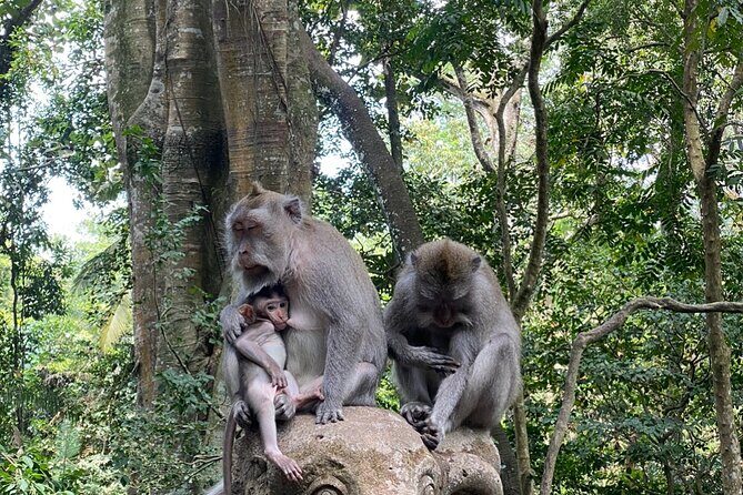 Bali : Ubud Private Tours - Who Will Love This Tour?