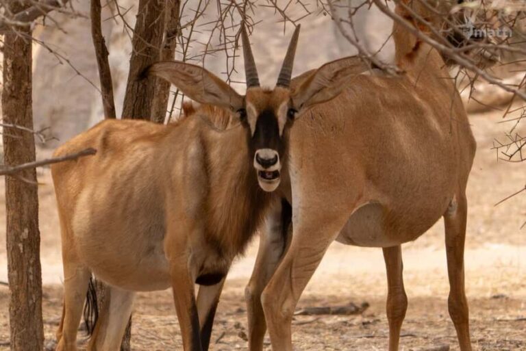Bandia Wildlife Reserve and Pink Lake Tour - Who Will Love This Tour?