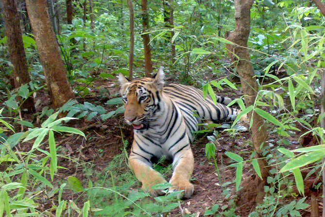 Bandipur Tiger Reserve with Somnathpur Temple Tour - Practical Details and Considerations