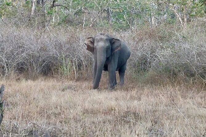 Bandipur wildlife and Mysore experience in 2 days from Bangalore - Who Will Love This Tour?